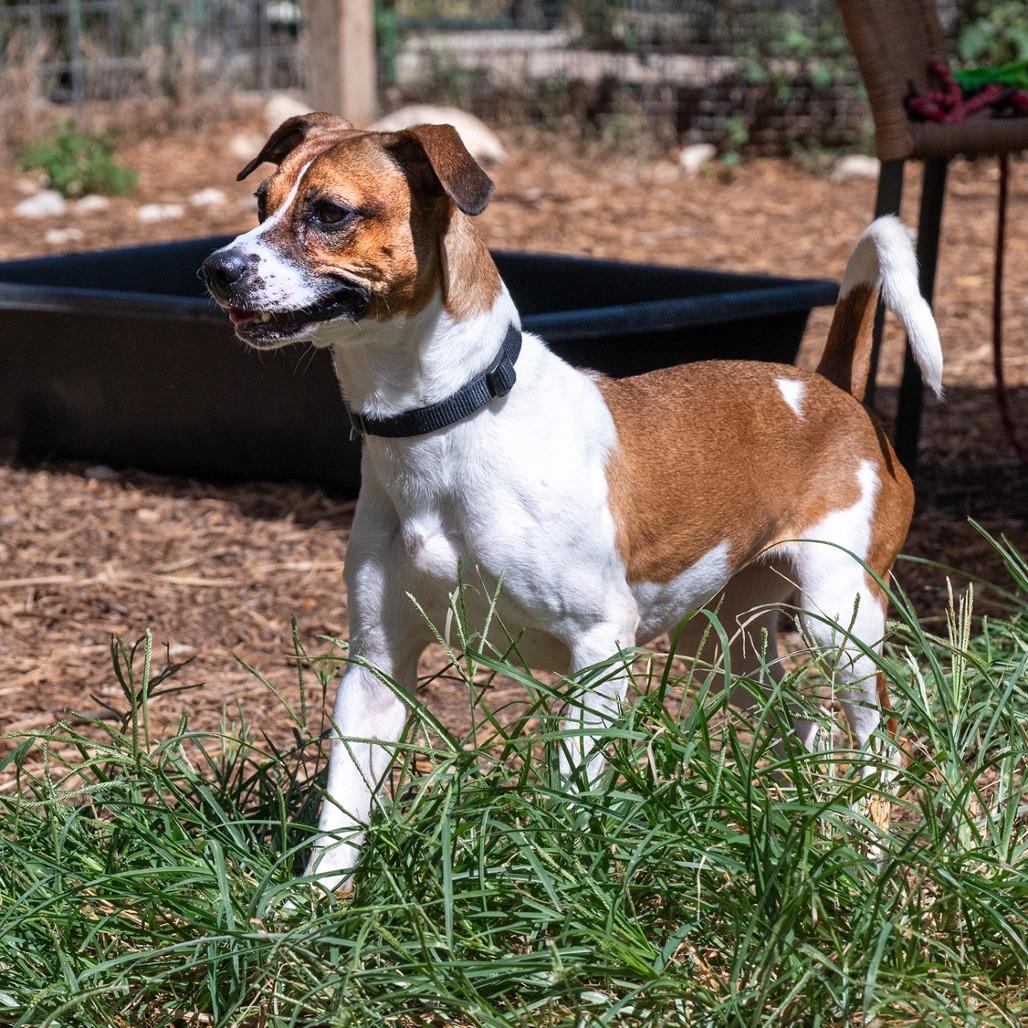 Enlarge Lucille, a Adoptable mixed breed in Wimberley, TX image 4/6