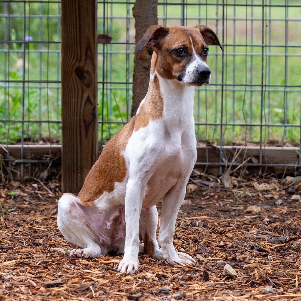 Enlarge Lucille, a Adoptable mixed breed in Wimberley, TX image 5/6