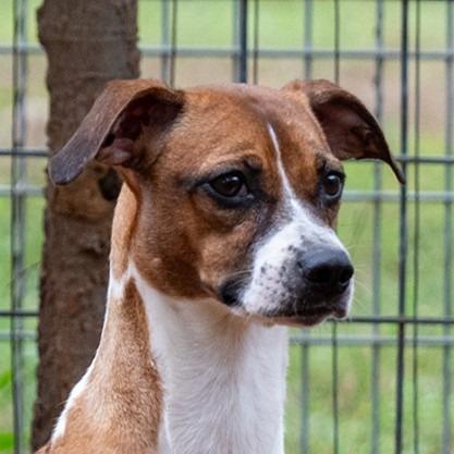 Enlarge Lucille, a Adoptable mixed breed in Wimberley, TX image 5/6