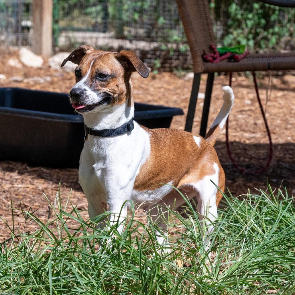 Enlarge Lucille, a Adoptable mixed breed in Wimberley, TX image 6/6
