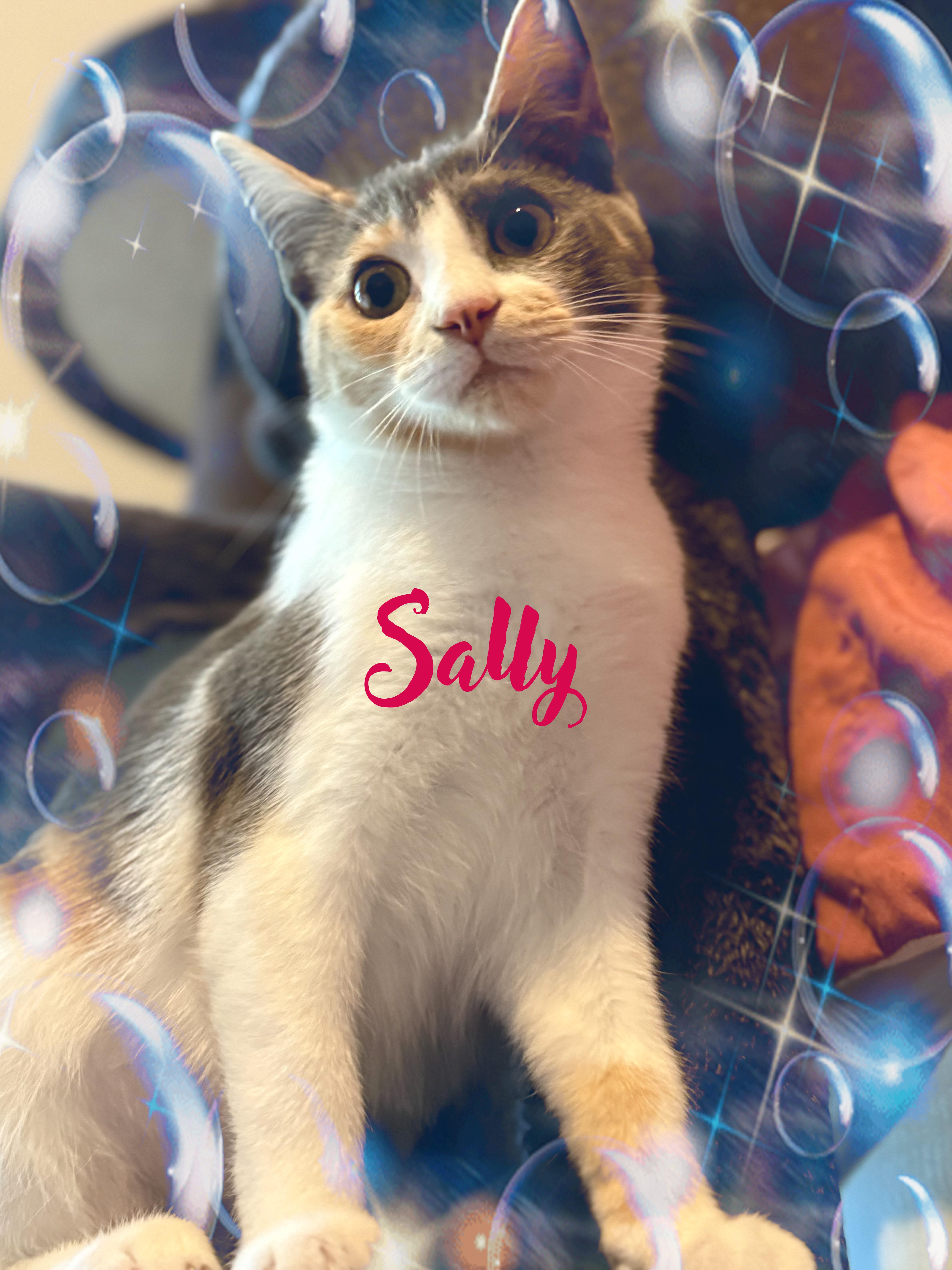 Harry & Sally, a Adoptable mixed breed in Charlotte, NC image 5/6