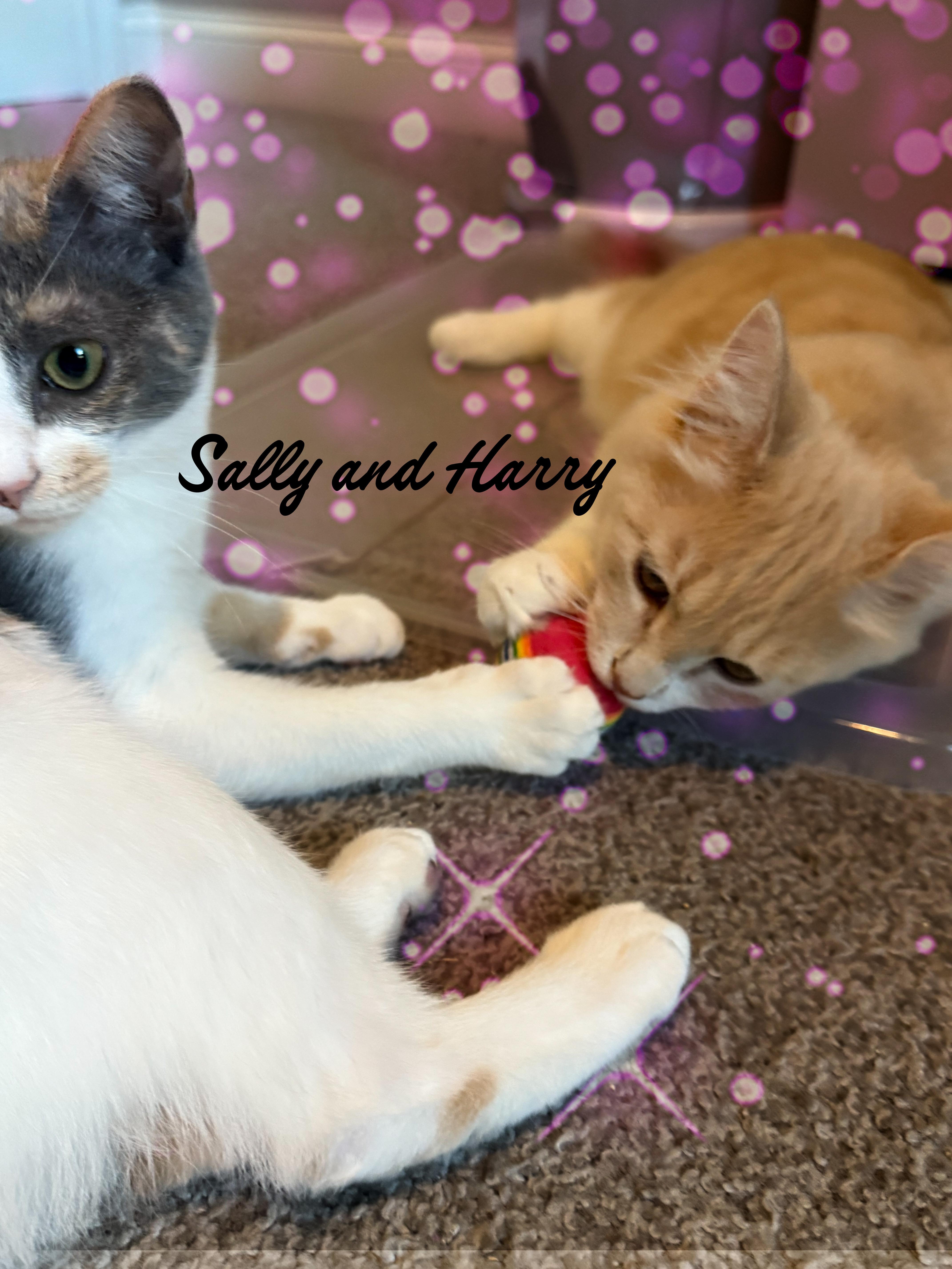 Harry & Sally, a Adoptable mixed breed in Charlotte, NC image 6/6