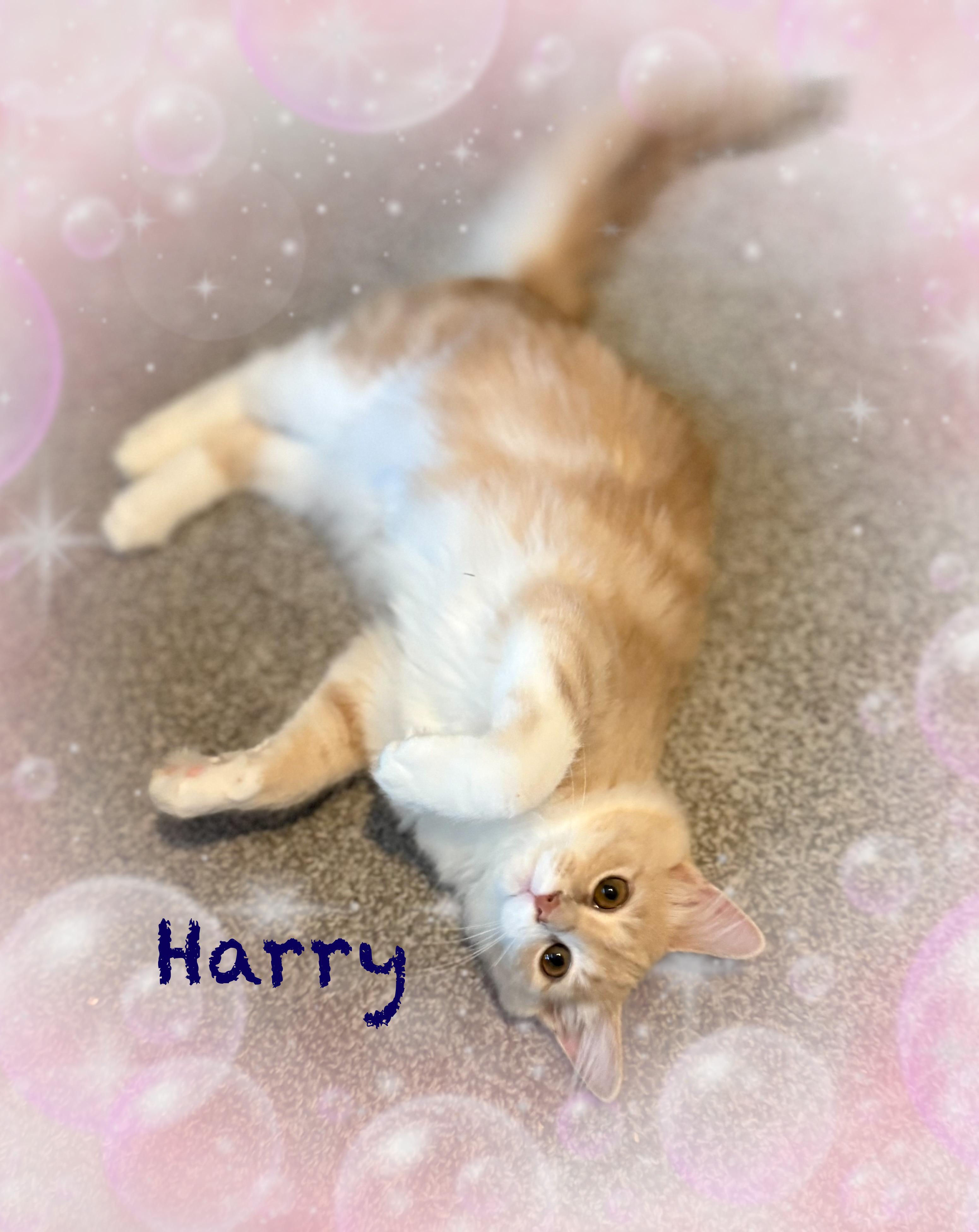 Harry & Sally, Adoptable, Kitten Male Domestic Medium Hair & Domestic Short Hair.