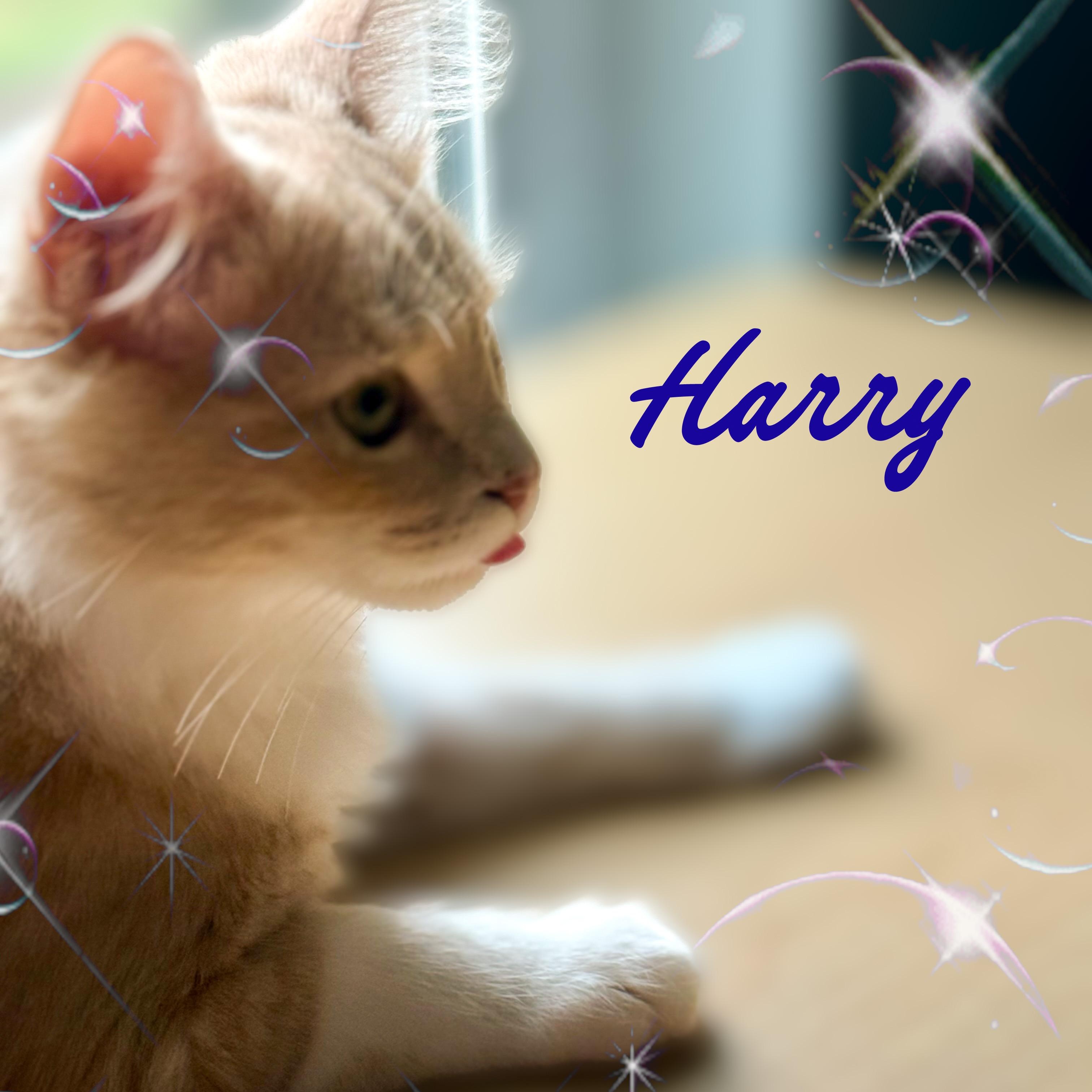 Harry & Sally, a Adoptable mixed breed in Charlotte, NC image 3/6