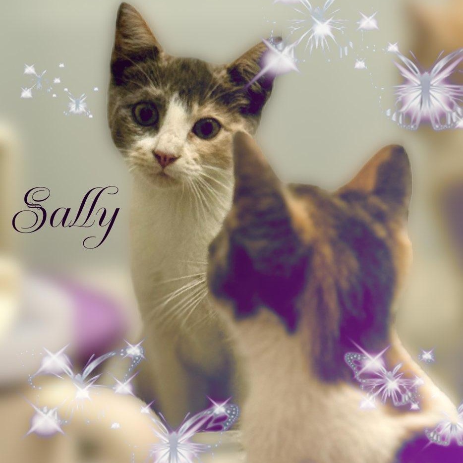 Harry & Sally, a Adoptable mixed breed in Charlotte, NC image 4/6