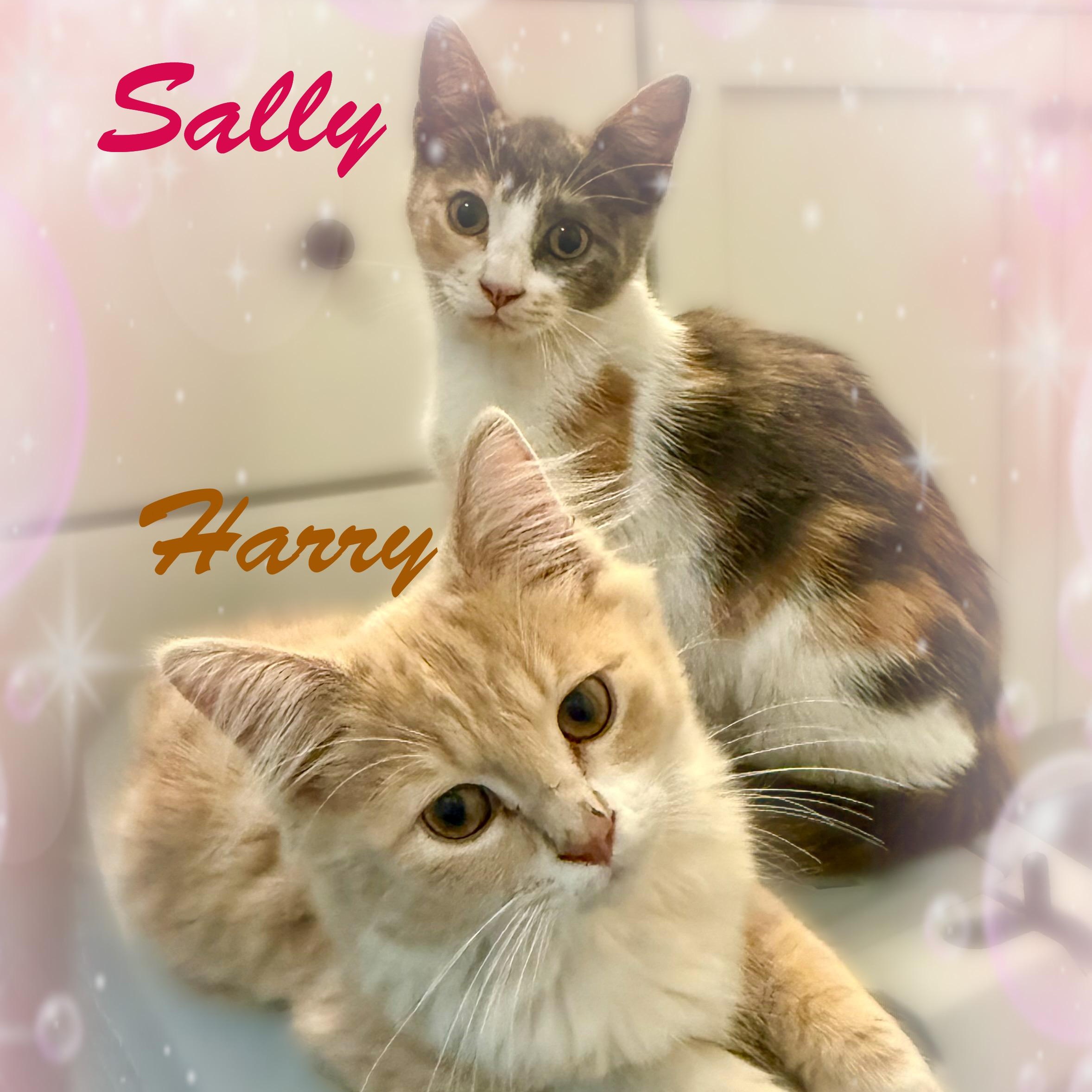Harry & Sally photo 2