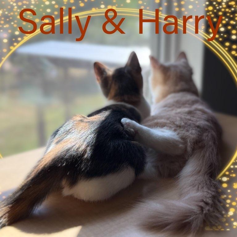 Harry & Sally, Baby Male unknown