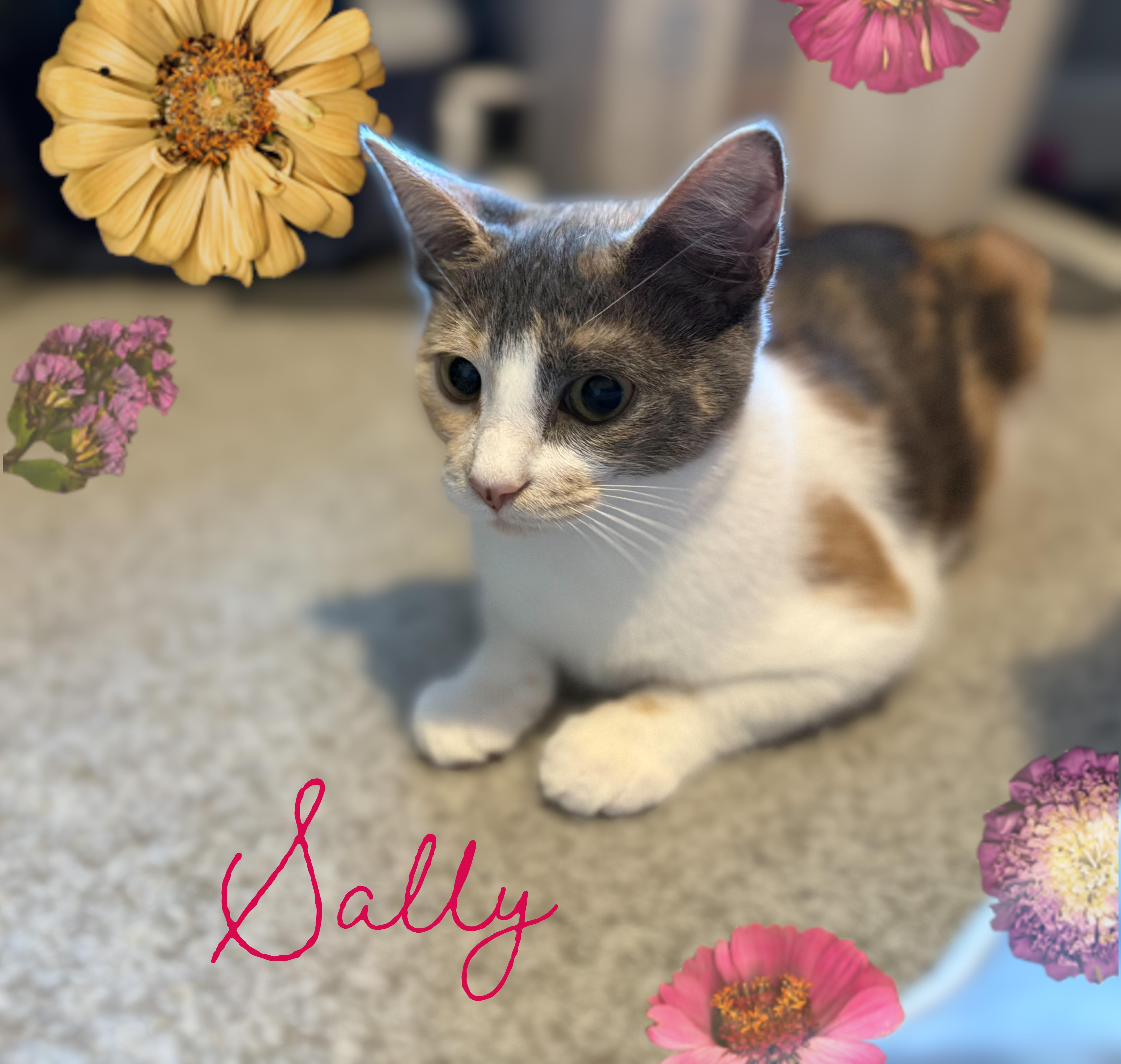 Harry & Sally, a Adoptable mixed breed in Charlotte, NC image 2/6