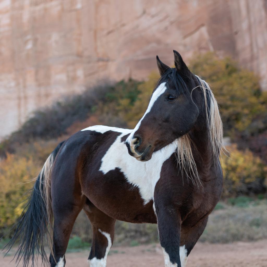 Jewel, Adoptable, Senior Female Quarterhorse.