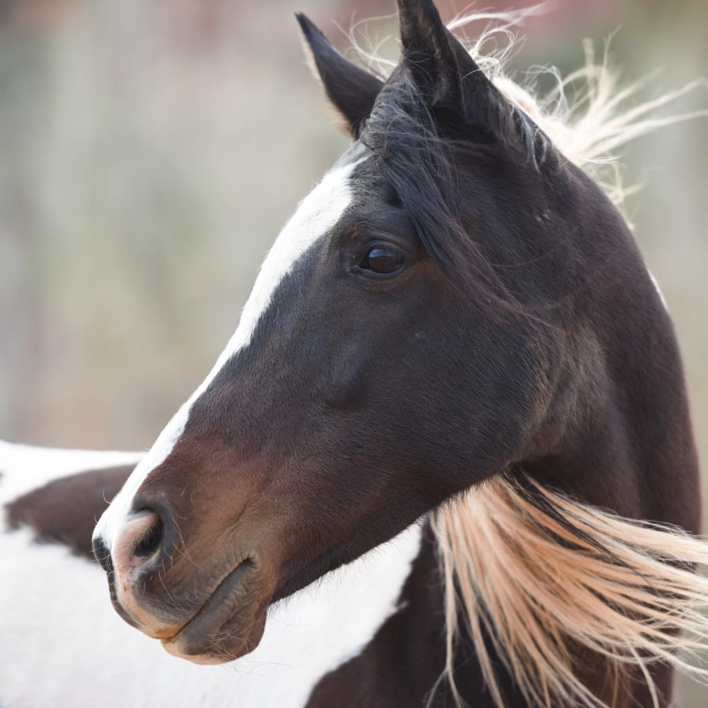 Jewel, a Adoptable Quarterhorse image 2/5