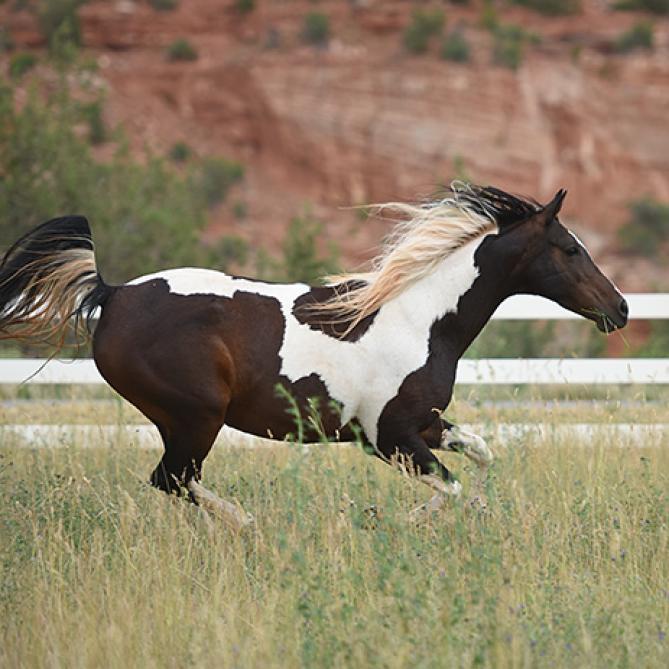 Jewel, a Adoptable Quarterhorse image 3/5