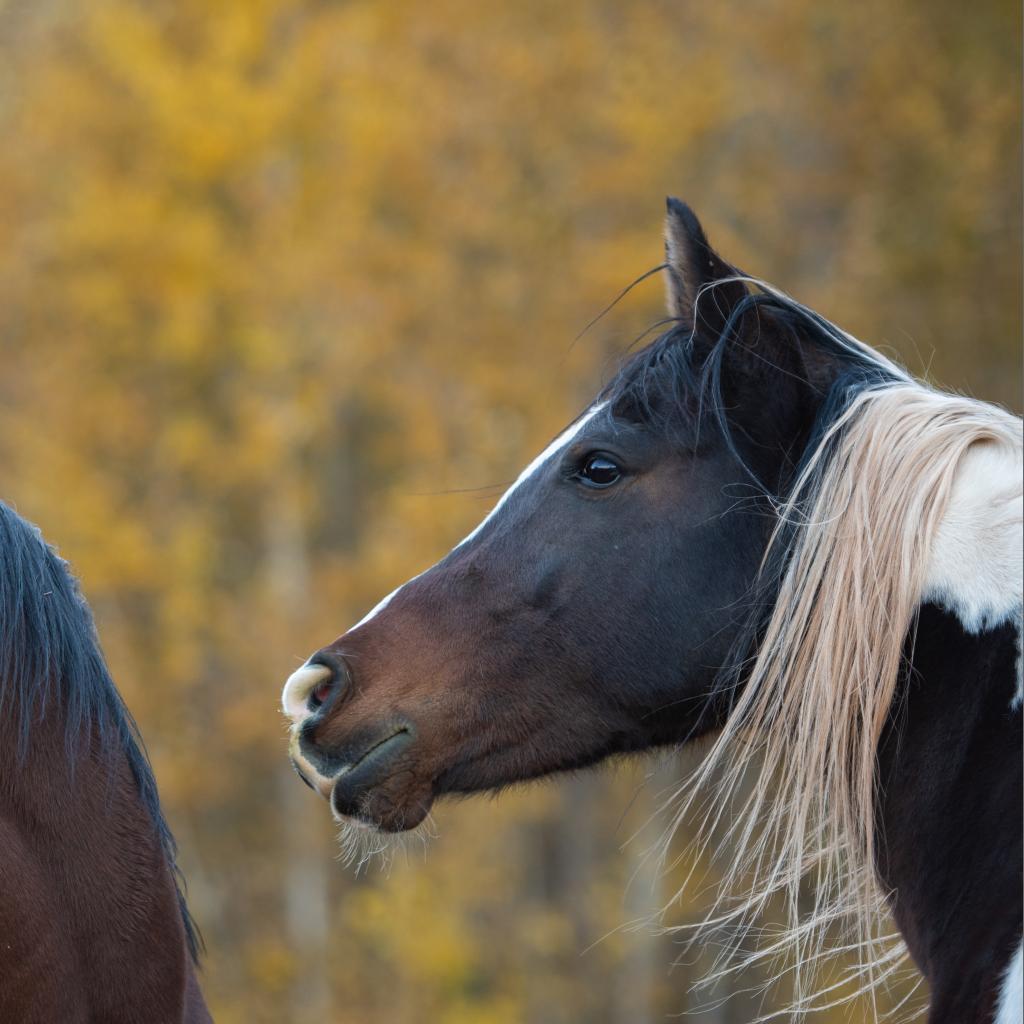 Jewel, a Adoptable Quarterhorse image 4/5