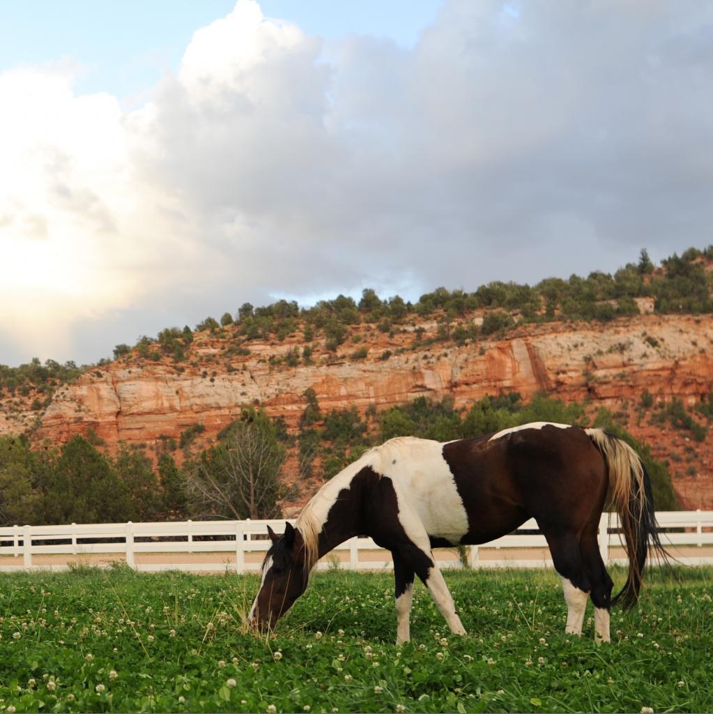 Jewel, a Adoptable Quarterhorse image 5/5