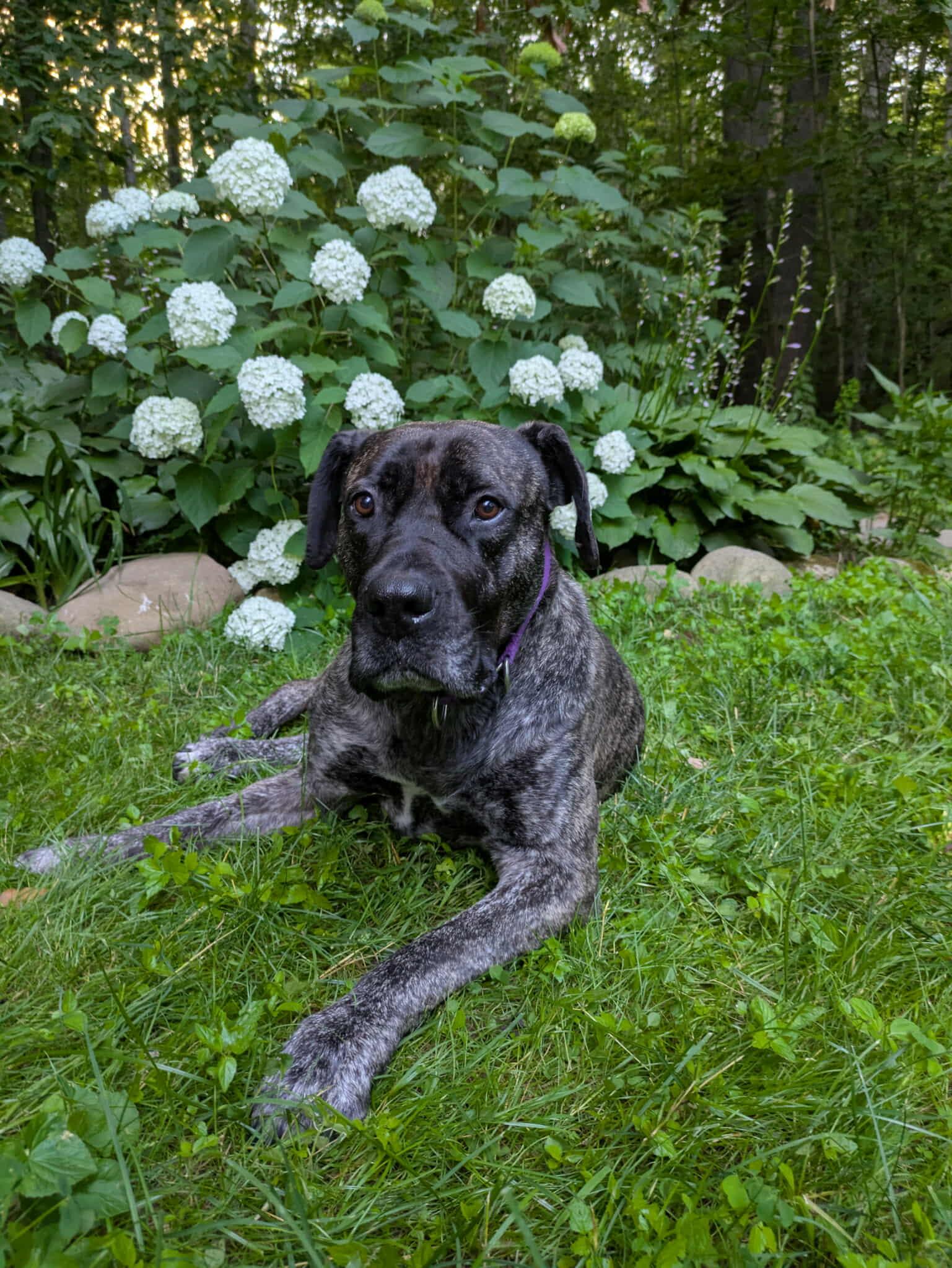 Diamond, an adoptable Boerboel in Athens, NY, 12015 | Photo Image 6