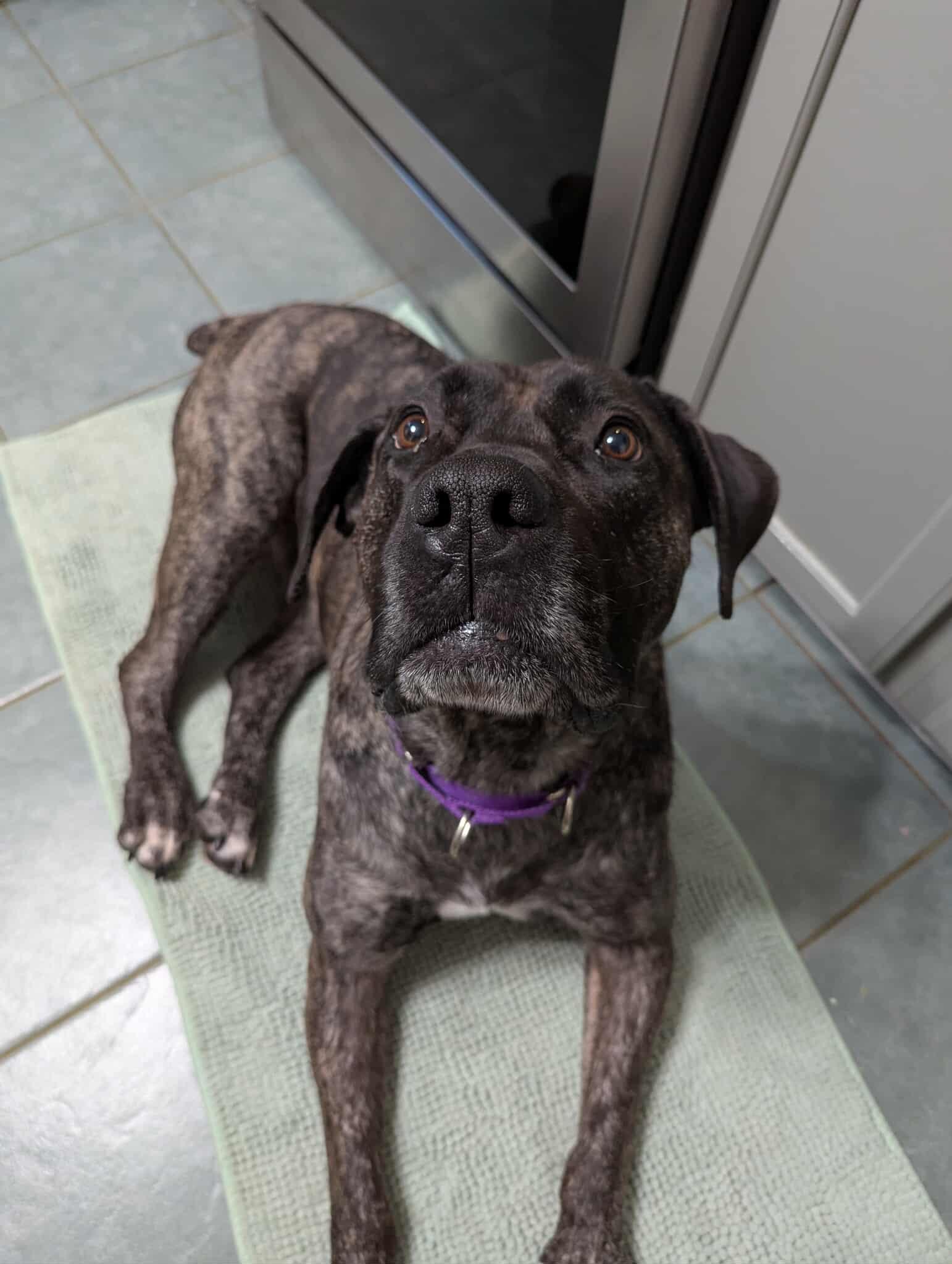 Diamond, an adoptable Boerboel in Athens, NY, 12015 | Photo Image 3