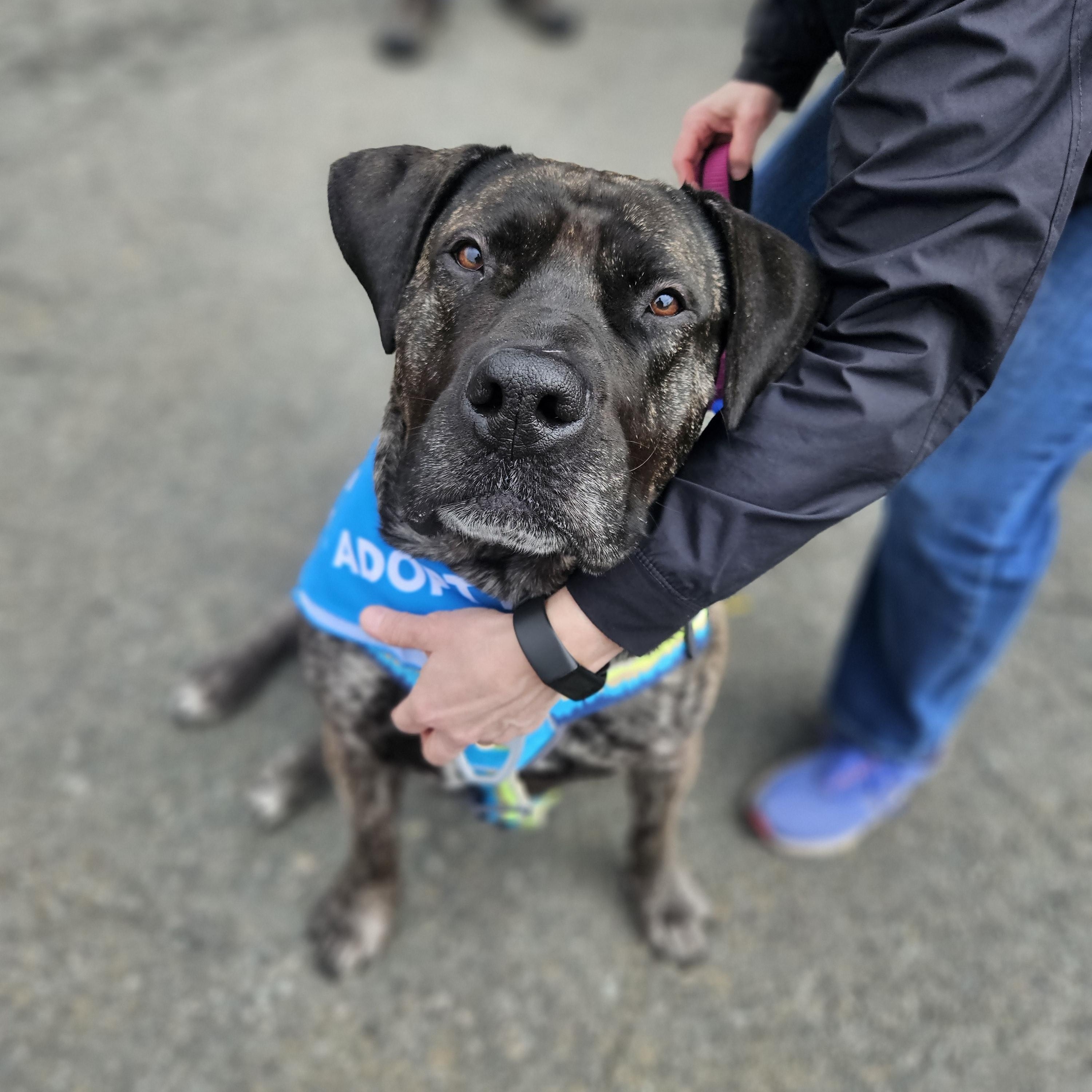 Diamond, an adoptable Boerboel in Athens, NY, 12015 | Photo Image 4