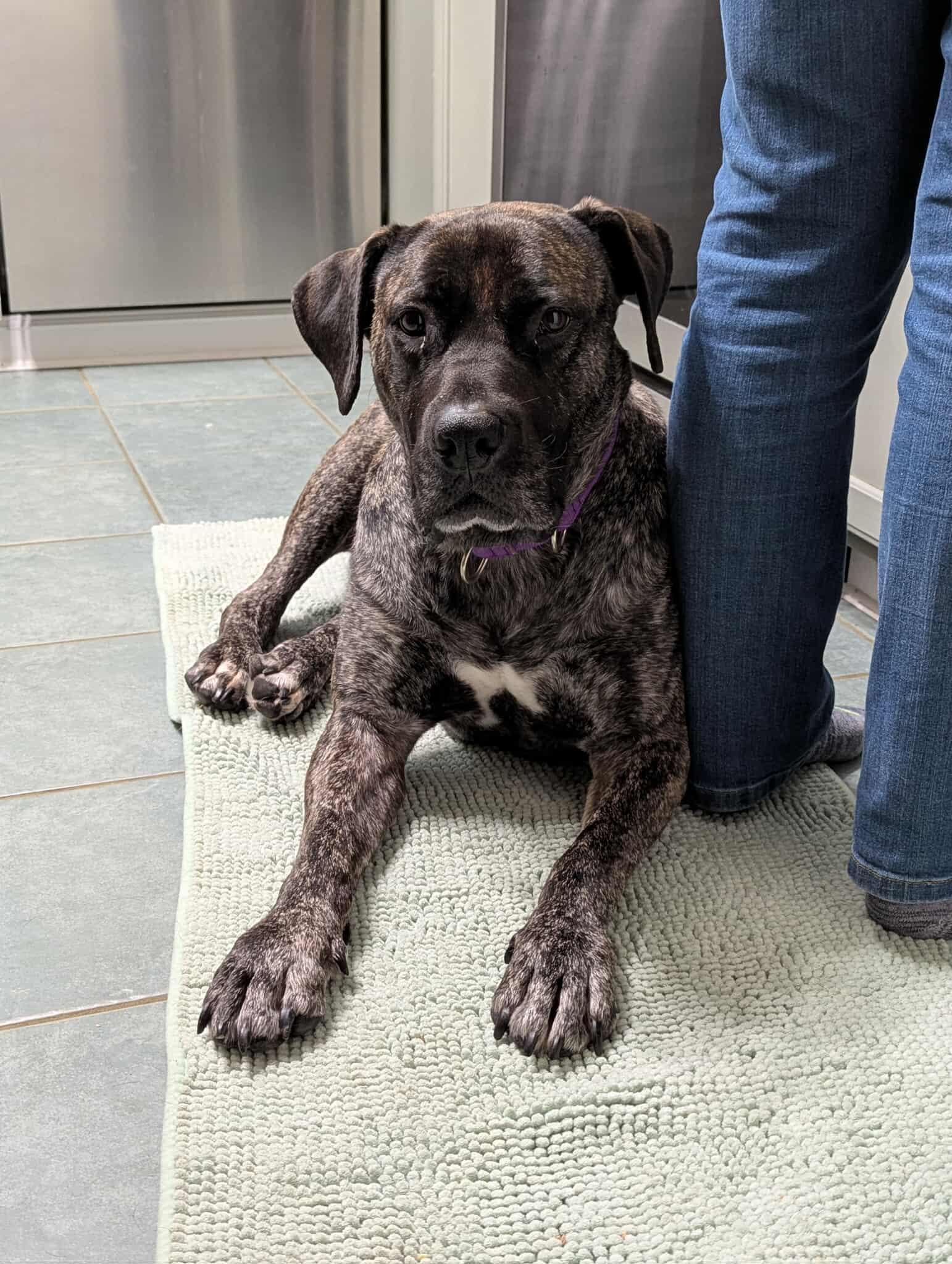 Diamond, an adoptable Boerboel in Athens, NY, 12015 | Photo Image 1