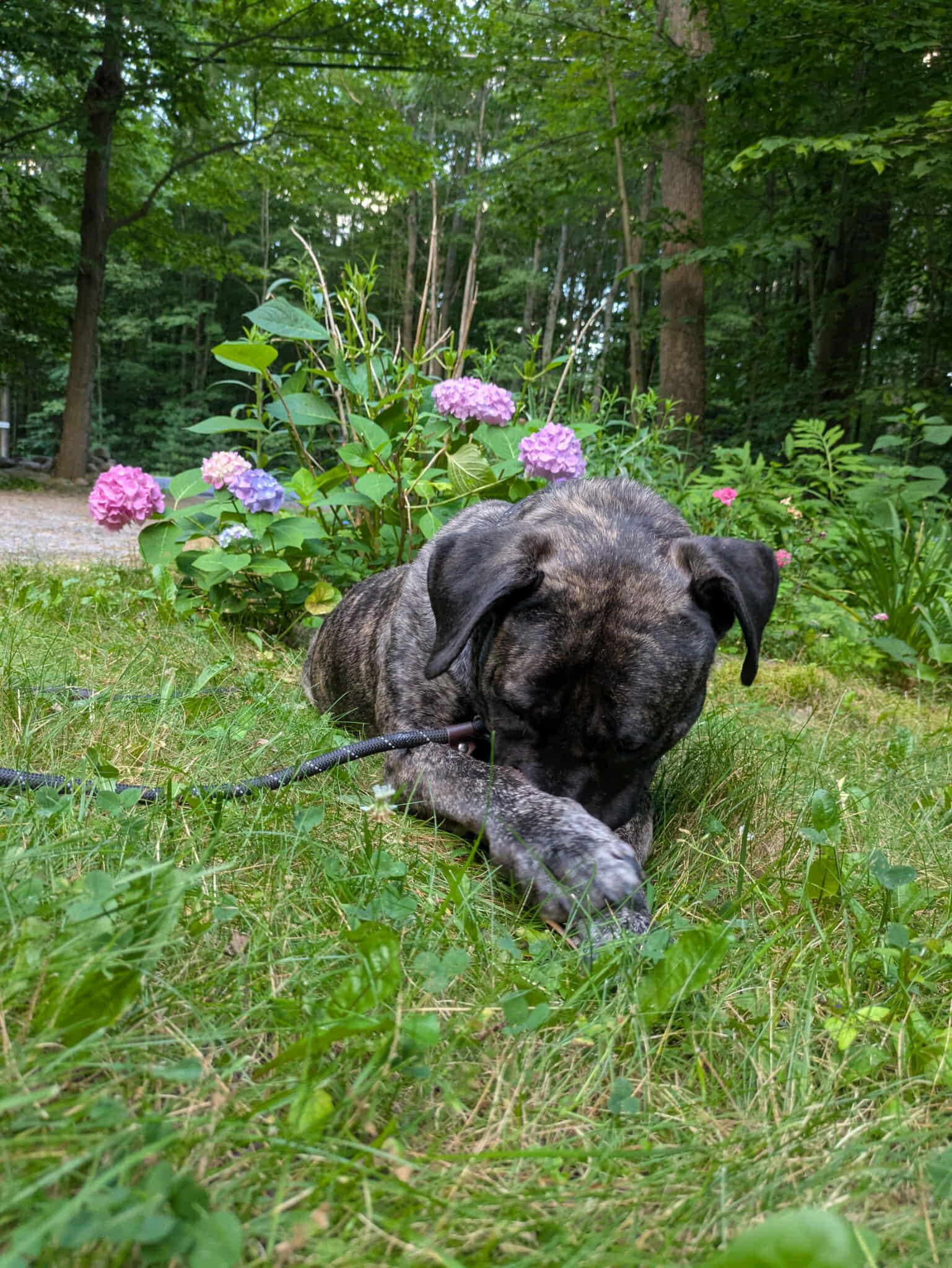 Diamond, an adoptable Boerboel in Athens, NY, 12015 | Photo Image 5