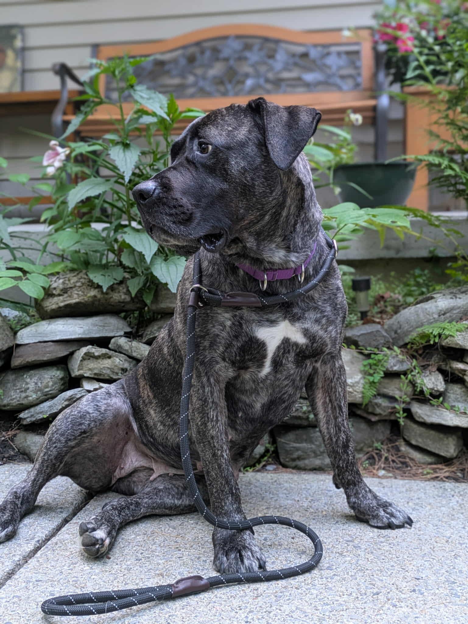 Diamond, an adoptable Boerboel in Athens, NY, 12015 | Photo Image 2