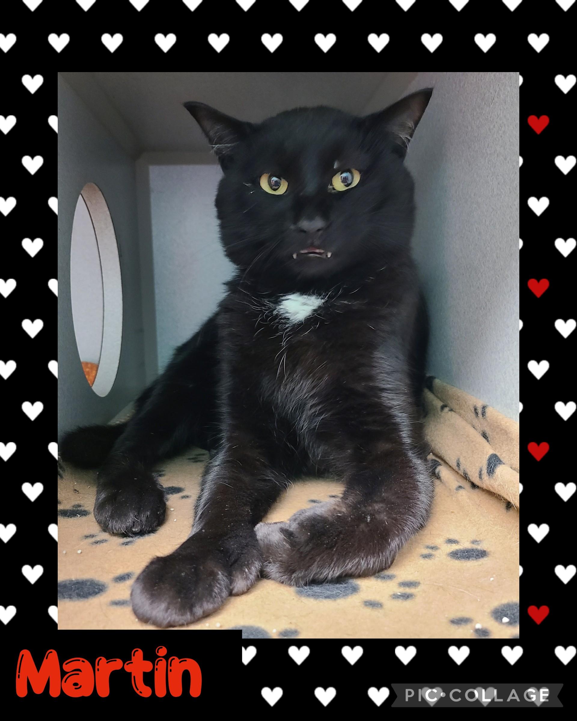 Martin, an adoptable Domestic Short Hair in Iron River, MI, 49935 | Photo Image 1