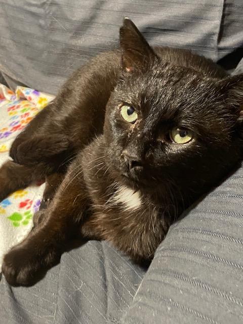 Enlarge MIDNIGHT, a Adoptable Domestic Short Hair in Tillsonburg, ON image 2/3