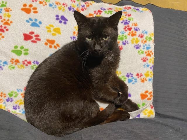 Enlarge MIDNIGHT, a Adoptable Domestic Short Hair in Tillsonburg, ON image 1/3