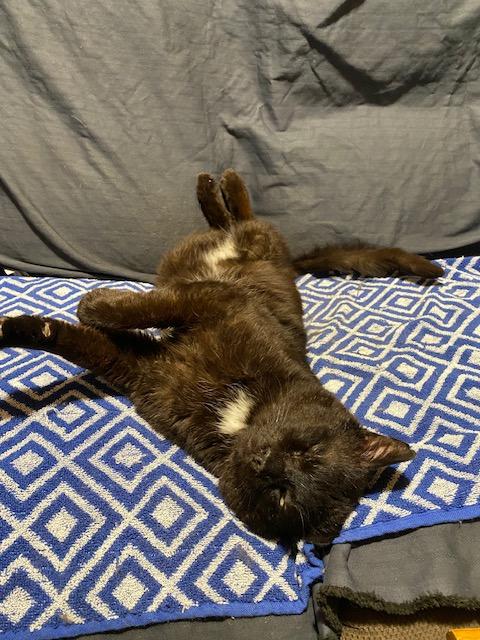 Enlarge MIDNIGHT, a Adoptable Domestic Short Hair in Tillsonburg, ON image 3/3