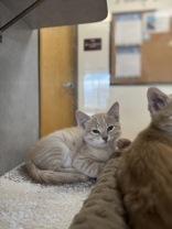 Joey Catkic (female), an adoptable Domestic Short Hair in Eagle, CO, 81631 | Photo Image 1