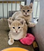 Joey Catkic (female), an adoptable Domestic Short Hair in Eagle, CO, 81631 | Photo Image 3