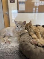 Joey Catkic (female), an adoptable Domestic Short Hair in Eagle, CO, 81631 | Photo Image 2