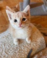 Joey Catkic (female), an adoptable Domestic Short Hair in Eagle, CO, 81631 | Photo Image 4