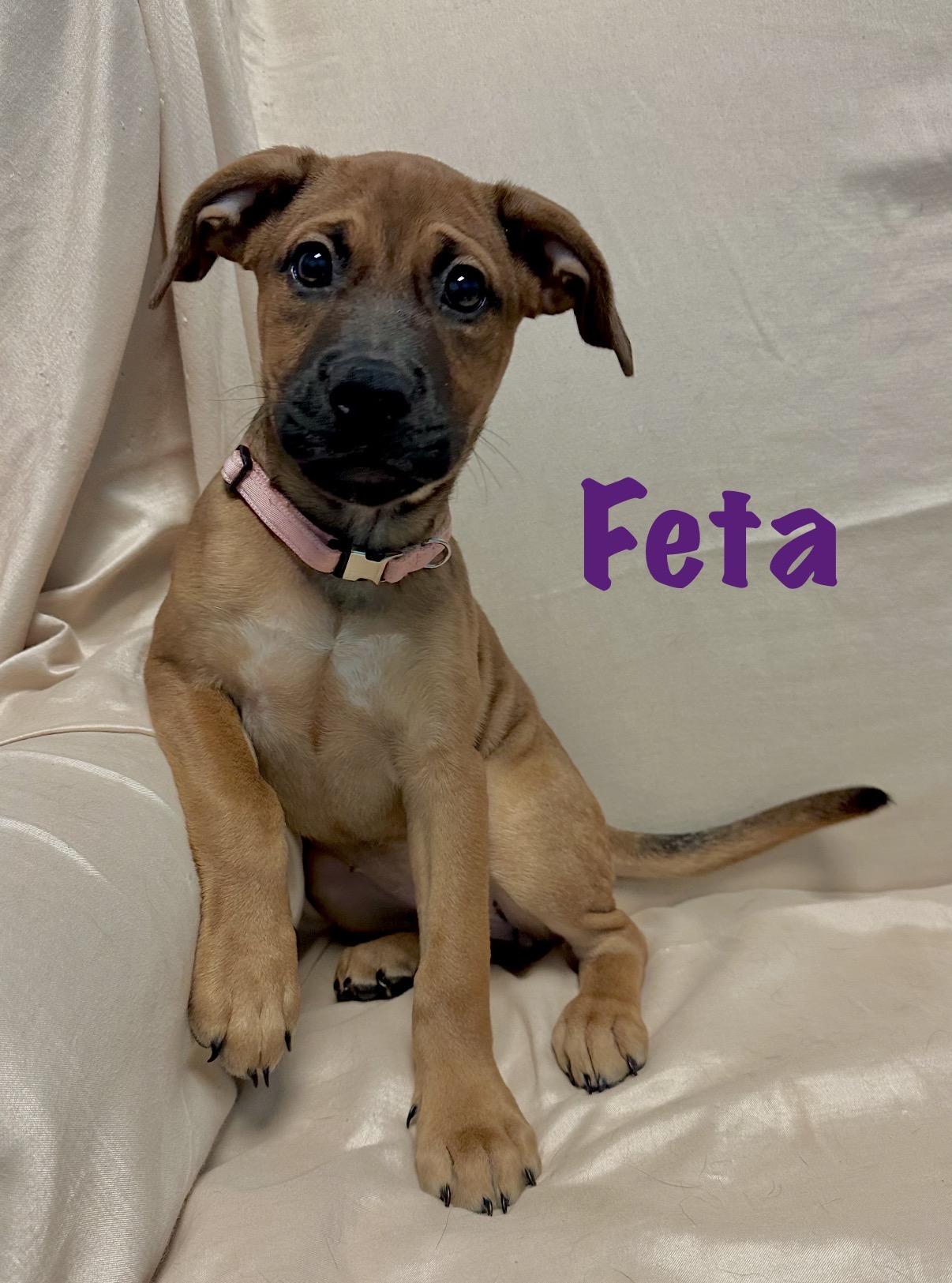 Feta, ADOPTABLE, Puppy Female Labrador Retriever.