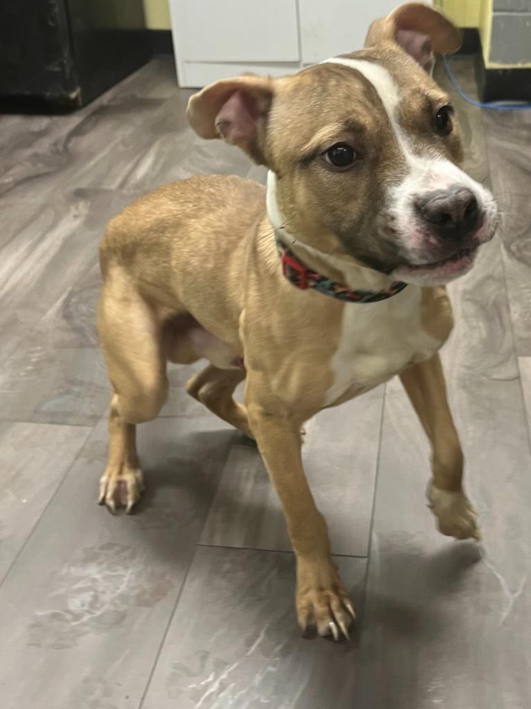 Flipper, adopted, Adult Male Pit Bull Terrier.