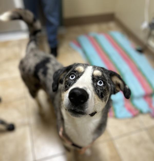 Goonie (mcas), a Adoptable mixed breed in Troutdale, OR image 1/2