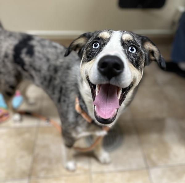 Goonie (mcas), a Adoptable mixed breed in Troutdale, OR image 2/2