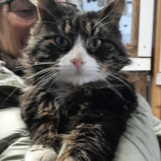 Enlarge Tommy ABANDONED IN THE COLD, an adopted mixed breed in Bethel, CT image 4/4