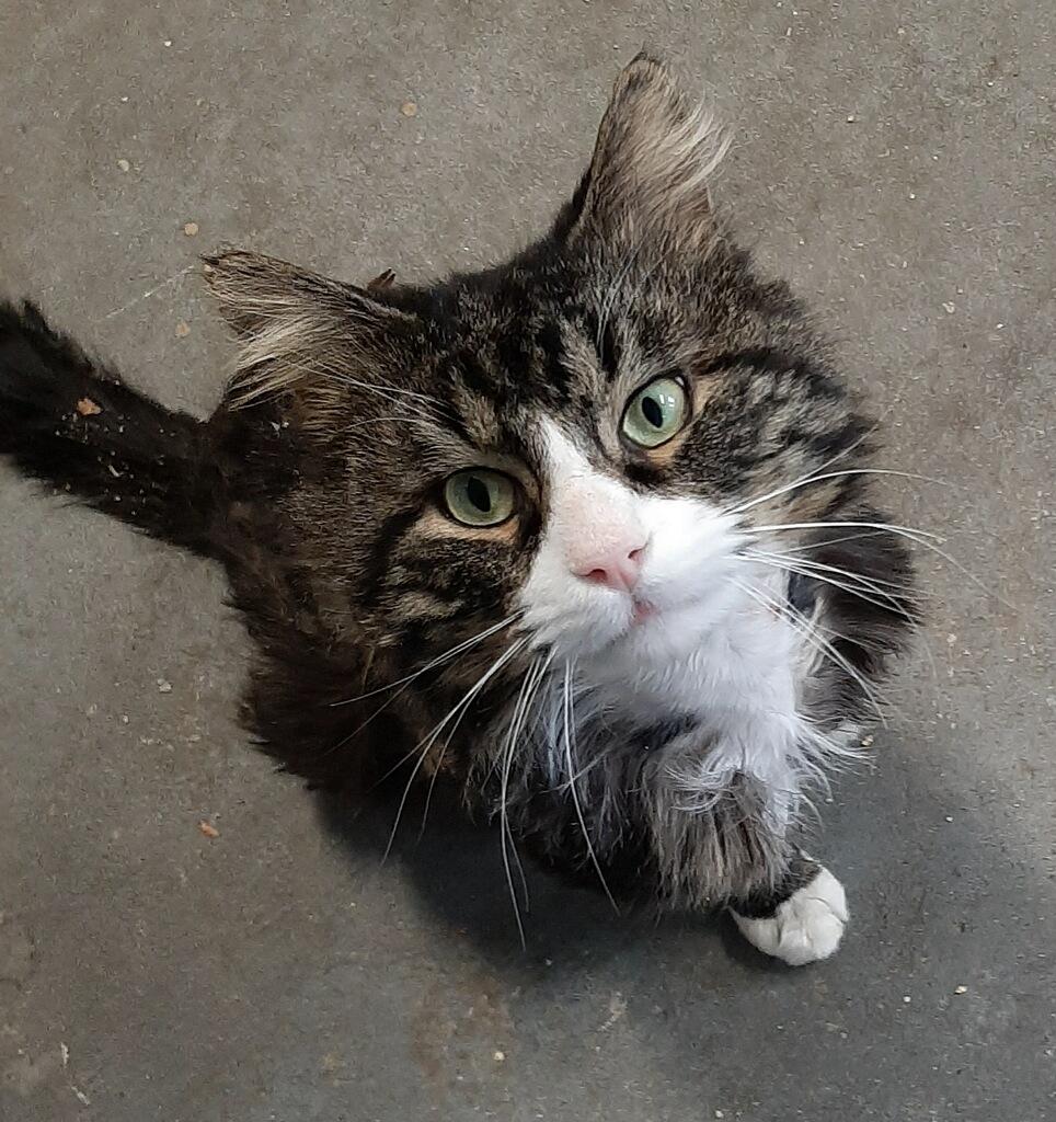 Enlarge Tommy ABANDONED IN THE COLD, an adopted mixed breed in Bethel, CT image 1/4