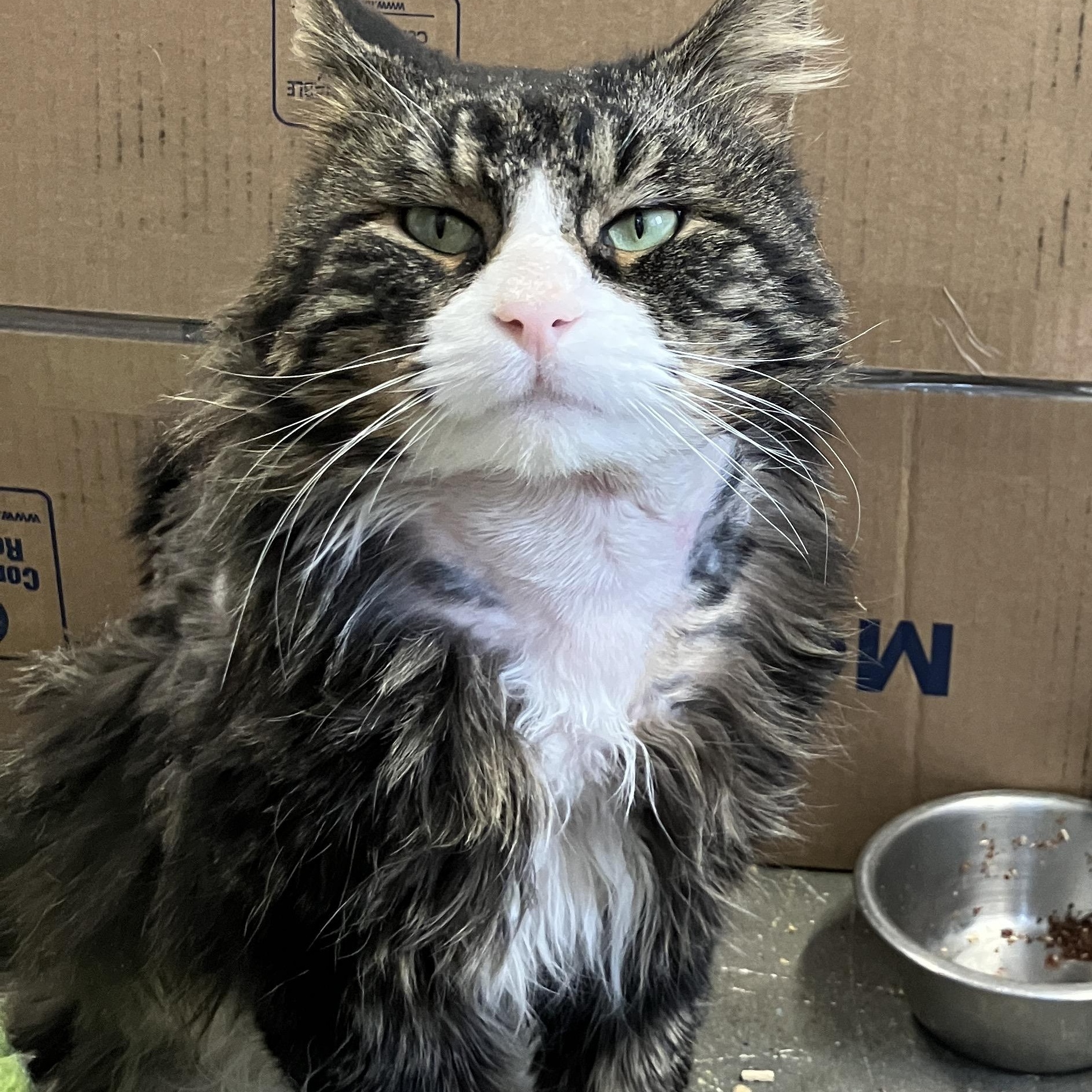 Enlarge Tommy ABANDONED IN THE COLD, an adopted mixed breed in Bethel, CT image 3/4