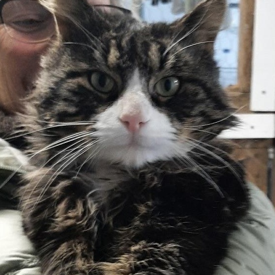 Enlarge Tommy ABANDONED IN THE COLD, an adopted mixed breed in Bethel, CT image 2/4