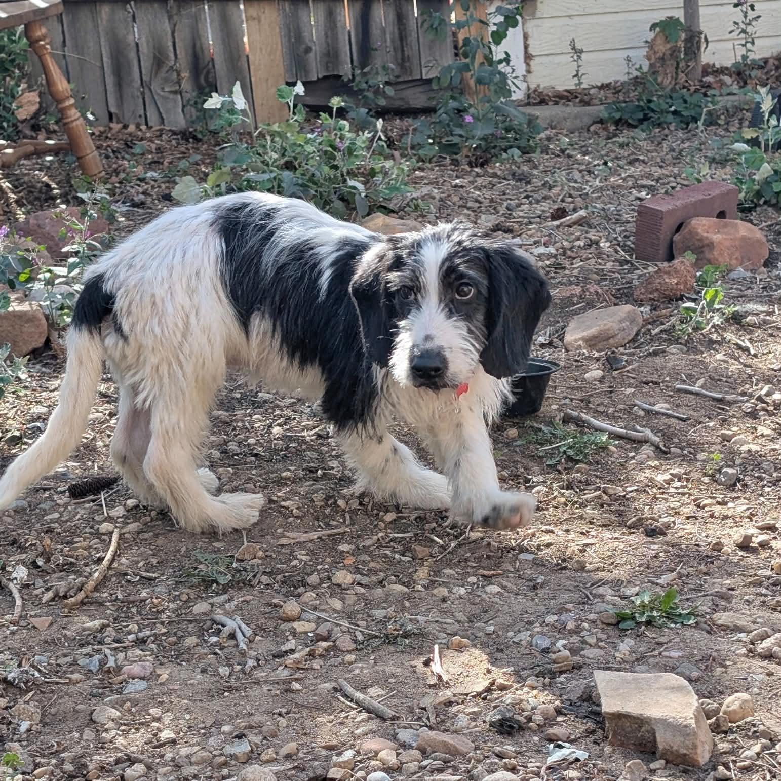 Enlarge Juneau, a ADOPTABLE mixed breed in Boulder, CO image 4/6