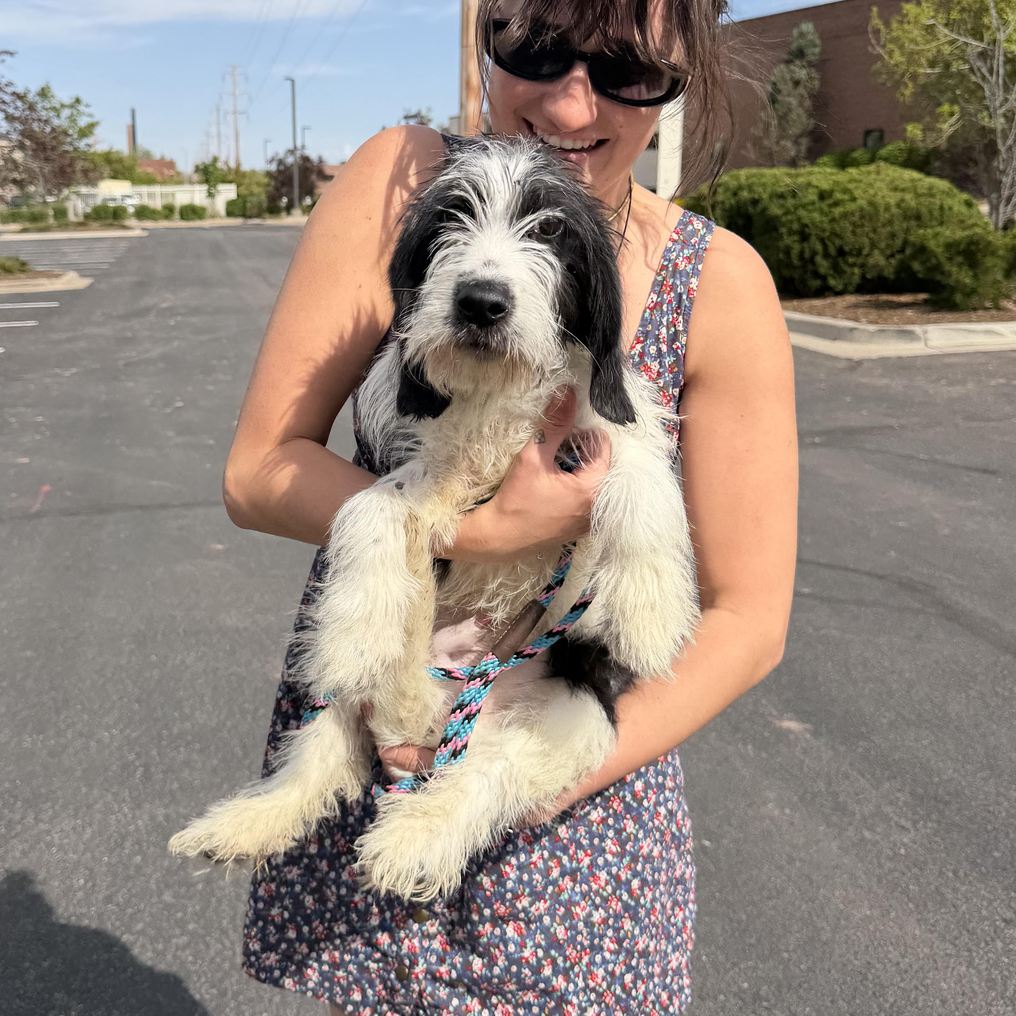 Juneau, ADOPTABLE, Puppy Male Bearded Collie & Havanese.