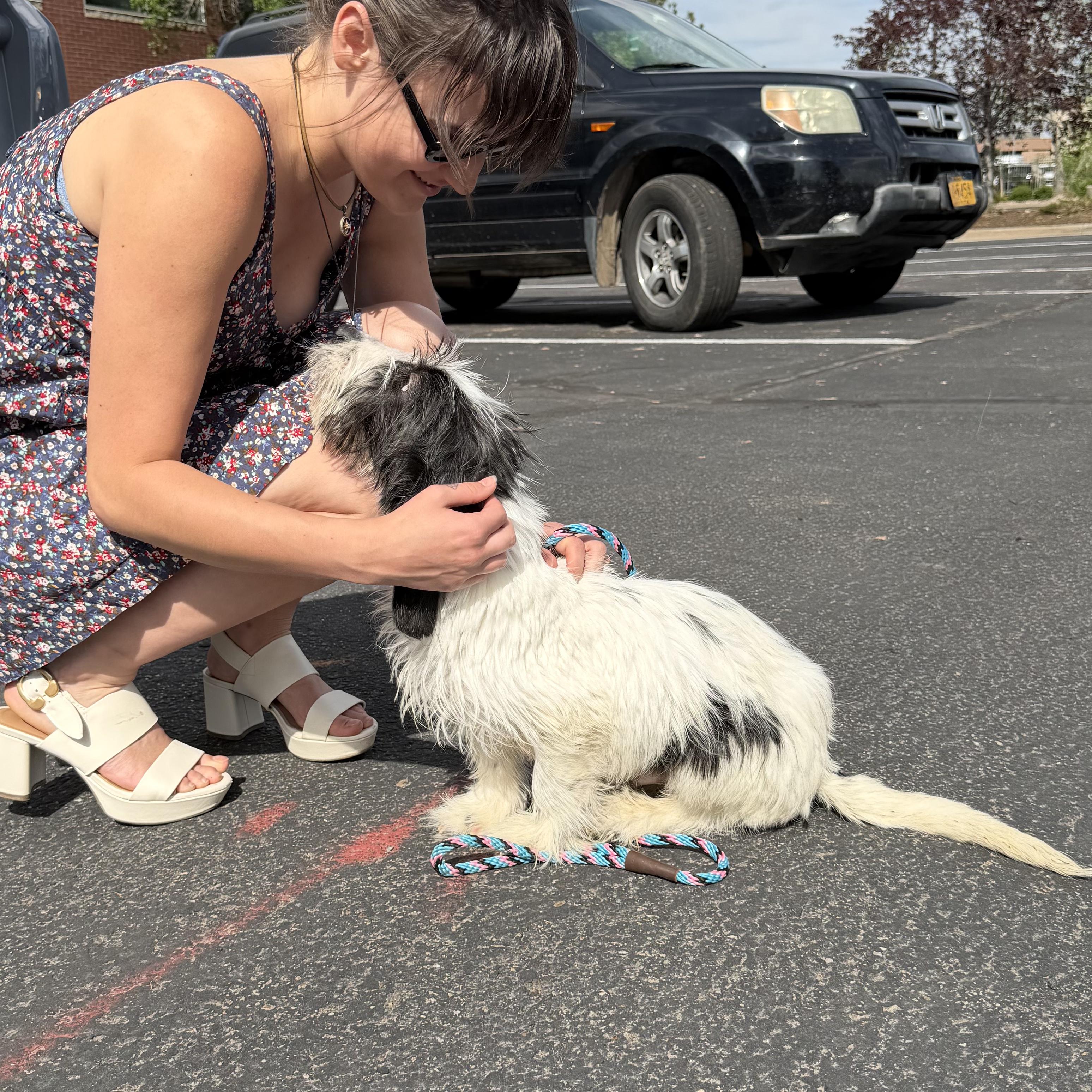 Enlarge Juneau, a ADOPTABLE mixed breed in Boulder, CO image 5/6