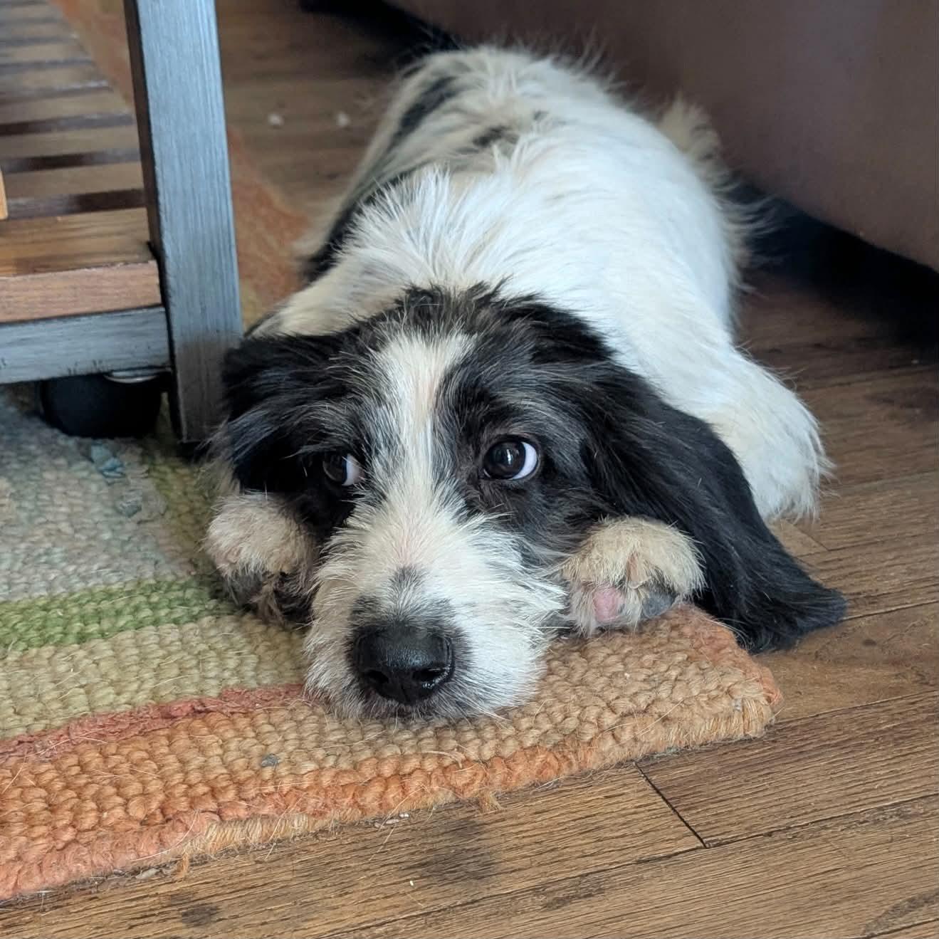 Enlarge Juneau, a ADOPTABLE mixed breed in Boulder, CO image 2/6