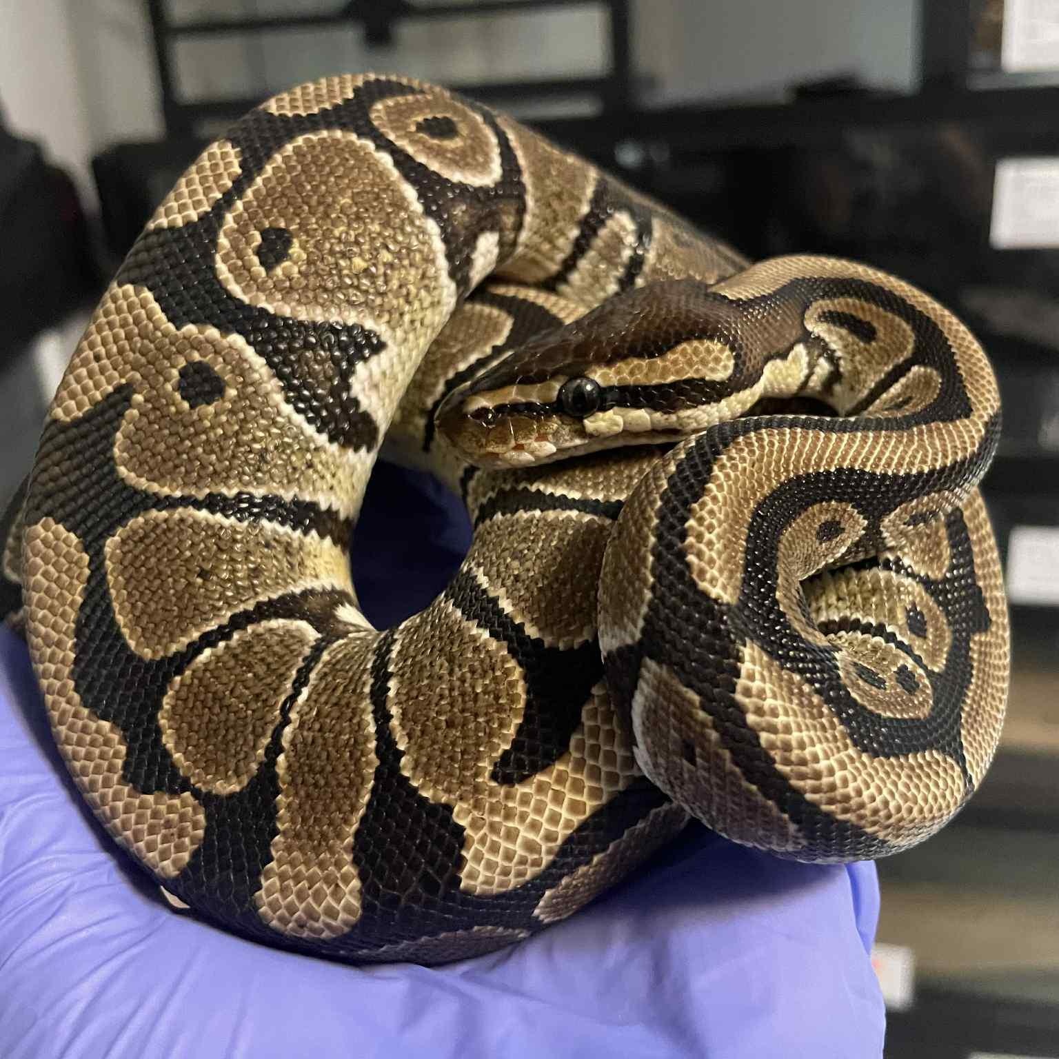Chickadee, Adoptable, Adult Unknown Ball Python.