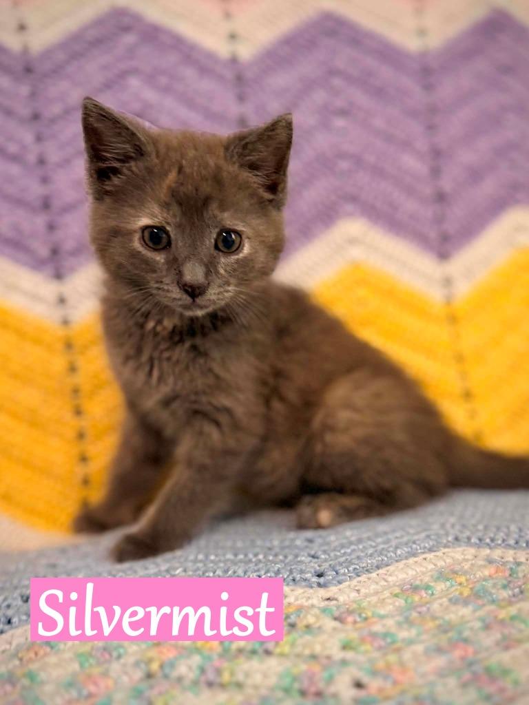 Silvermist, Adopted, Kitten Female Domestic Short Hair.