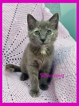 Silvermist, a Adopted mixed breed in Hoover , AL image 2/2