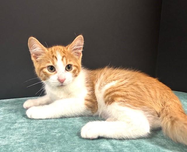 Enlarge Shrimp, a Adoptable Domestic Short Hair in Hawk Point, MO image 1/4