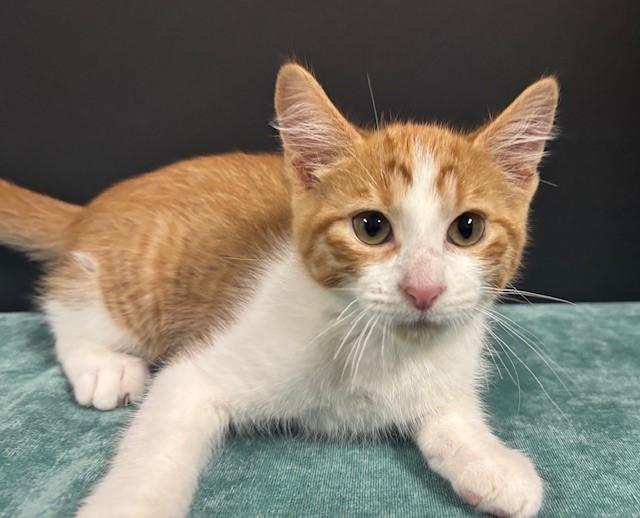 Shrimp, Adoptable, Kitten Male Domestic Short Hair.