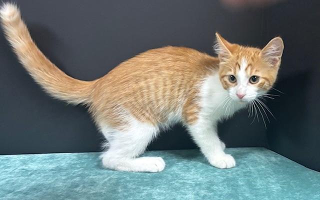 Enlarge Shrimp, a Adoptable Domestic Short Hair in Hawk Point, MO image 3/4