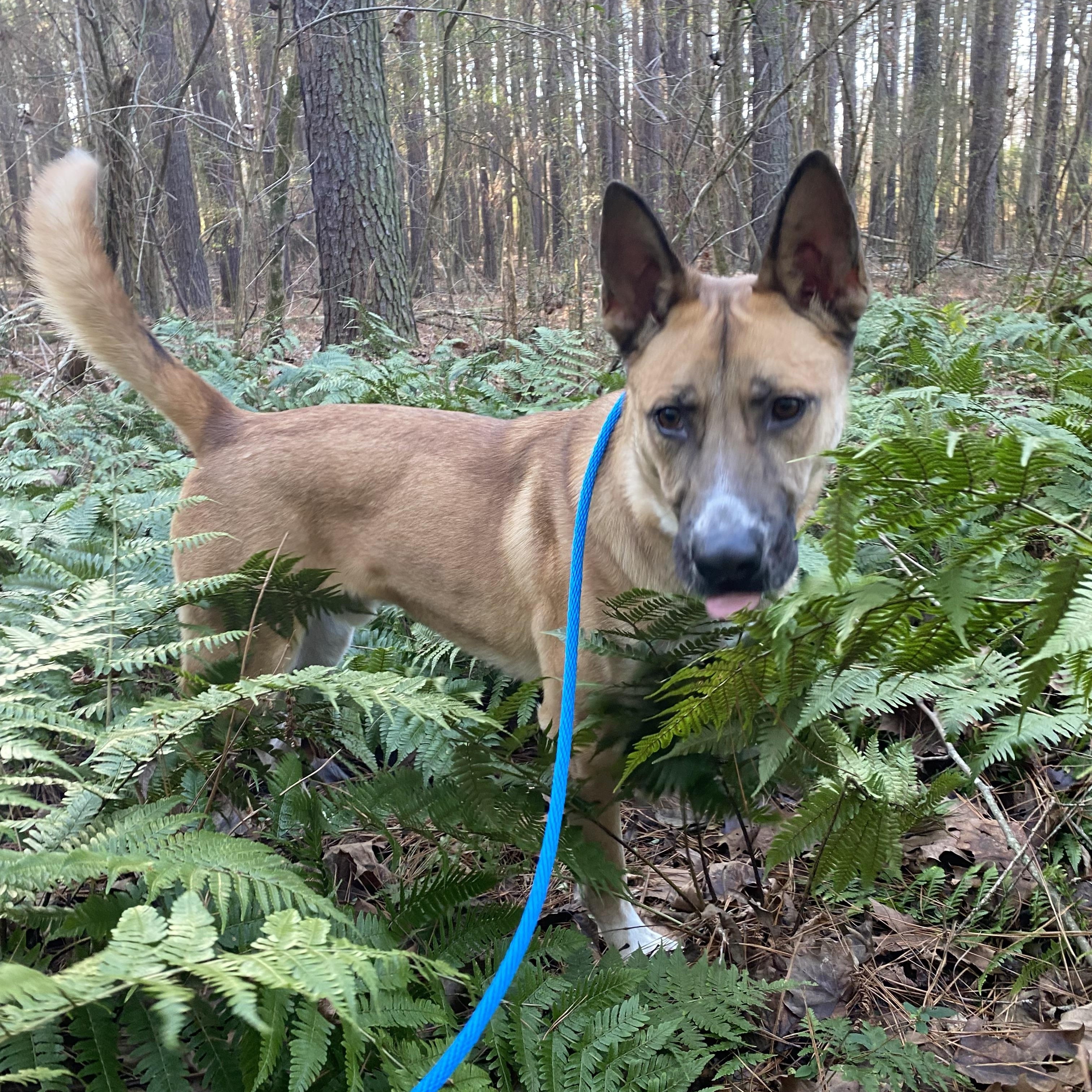 Enlarge Conan, a Adoptable mixed breed in Rome, GA image 1/2